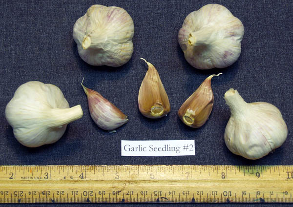 Heirloom Archive Garlic