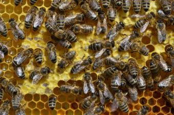 Modeling seasonal immune dynamics of honey bee (Apis mellifera L.) response to injection of heat-killed Serratia marcescens