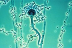 Characterization of Aspergillus fumigatus secretome during sublethal infection of Galleria mellonella larvae