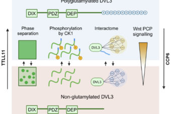 Carboxy-terminal polyglutamylation regulates signalling and phase separation of the Dishevelled protein