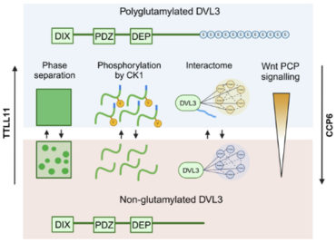 Carboxy-terminal polyglutamylation regulates signalling and phase separation of the Dishevelled protein