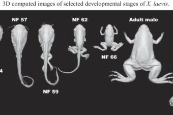 Unveiling vertebrate development dynamics in Xenopus laevis using micro-CT imaging