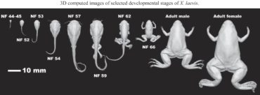 Unveiling vertebrate development dynamics in Xenopus laevis using micro-CT imaging