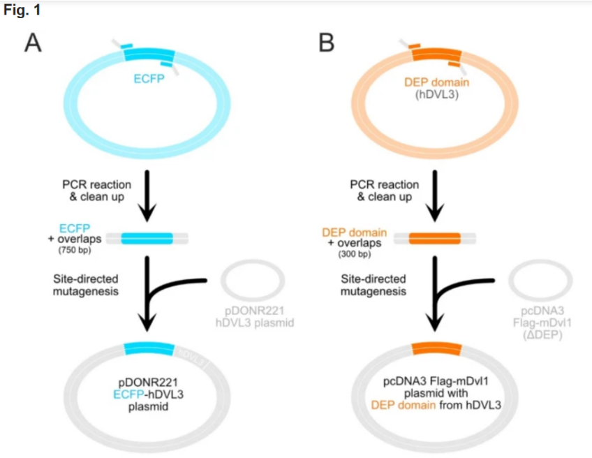 Efficient cloning of linear DNA inserts (ECOLI) into plasmids using site-directed mutagenesis