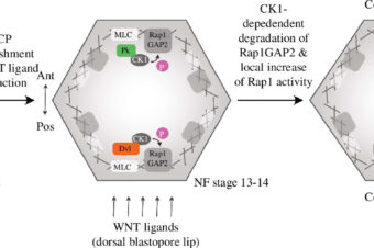 Linking planar polarity signalling to actomyosin contractility during vertebrate neurulation