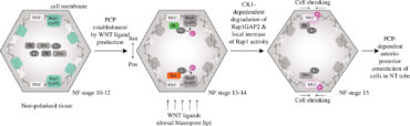 Linking planar polarity signalling to actomyosin contractility during vertebrate neurulation