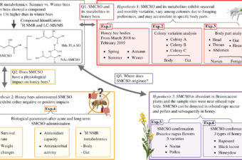 Phytochemical S-methyl-L-cysteine sulfoxide from Brassicaceae: a key to health or a poison for bees?