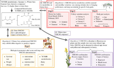 Phytochemical S-methyl-L-cysteine sulfoxide from Brassicaceae: a key to health or a poison for bees?