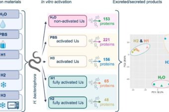 Characterization of Heterorhabditis bacteriophora response to insect-derived and non-biological stimuli: Insights into nematode recovery and released proteins