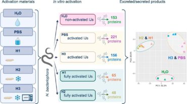 Characterization of Heterorhabditis bacteriophora response to insect-derived and non-biological stimuli: Insights into nematode recovery and released proteins